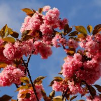 Доброе утро :: Юрий. Шмаков