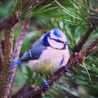 Лазоревка ждёт угощения :: Людмила Смородинская Лазоревка ждёт угощения :: Людмила Смородинская
