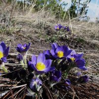 прекрасная сон-трава :: Елена Шаламова