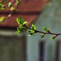 Смородина :: Юрий Гайворонскiий