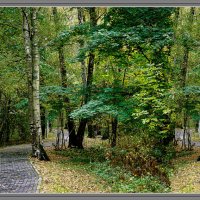 В лесопарке Троицка :: Владимир Кроливец