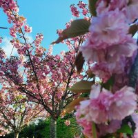 Черешневый лес. Апрель 2025 Сочи :: Tata Wolf