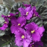 Фиалки :: Freddy 97