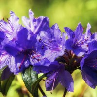 Азалия :: Андроник Александр 