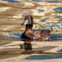 Про уток :: Владимир Колесников