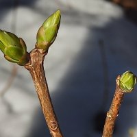 Проснулись почки на сирени :: veilins veilins