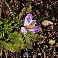 Робкое начало... :: Aquarius - Сергей