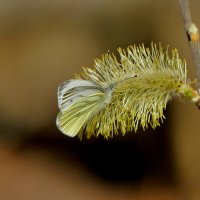 Бабочки середины апреля 2025 3 :: Александр Прокудин Бабочки середины апреля 2025 3 :: Александр Прокудин