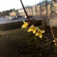 Форзиция :: Сапсан 