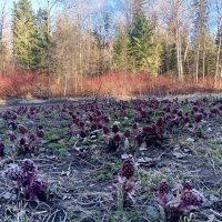 Весна :: Сапсан 