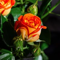 *** :: Виктор Иванович Чернюк *** :: Виктор Иванович Чернюк