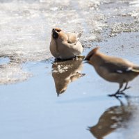 Когда хочется пить. :: Виктор Иванович Чернюк