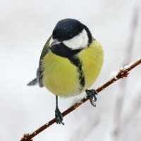 Большая синица. :: Восковых Анна Васильевна Большая синица. :: Восковых Анна Васильевна