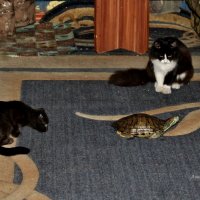 ЗверьЁ моЁ! :: Восковых Анна Васильевна 