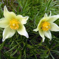 Подснежники. :: nadyasilyuk Вознюк