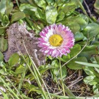 Апрельская :: Валерий Иванович