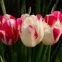 Трио :: Юрий. Шмаков