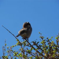 Вот я какой ! :: Елена Шаламова Вот я какой ! :: Елена Шаламова