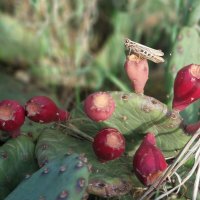 на кактусе :: ИРЭН@ .