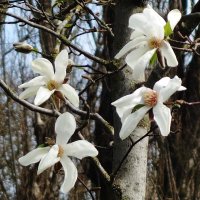 Апрельское цветение :: Рита Симонова