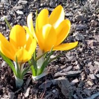 Солнечные :: Елена Семигина