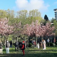 «Черешневый лес» :: Tata Wolf