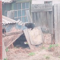 Котофей Мурзикович. :: Игорь Солдаткин