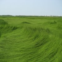 Хвощ :: Anna Ivanova