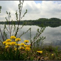 Настало время одуванчиков.. :: Aleksandr Gal
