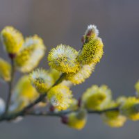 Весна.... :: Sergey (Apg)