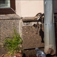 Пить хочется! :: Александр Тарноградский