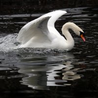 март :: Михаил Бибичков