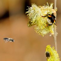 флора середины апреля 5 :: Александр Прокудин флора середины апреля 5 :: Александр Прокудин