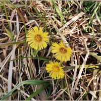 Апрель... :: Aquarius - Сергей