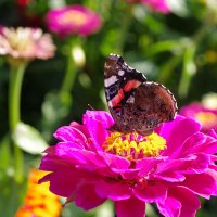 На цветке :: Сергей Швечков