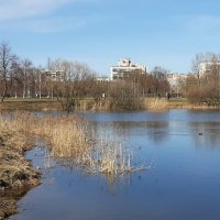 Пулковский парк. Апрель :: Наталья Герасимова Пулковский парк. Апрель :: Наталья Герасимова