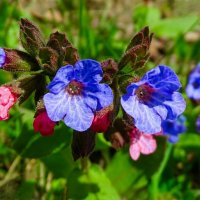 Лесные медуници :: Милешкин Владимир Алексеевич 