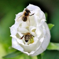 Труженицы. :: Восковых Анна Васильевна 