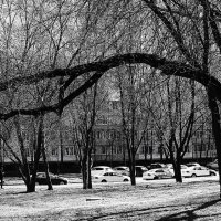 Горизонтальный рост. :: Василий Палий