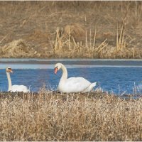 Весенний этюд :: Валентин Котляров