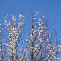 Ах, апрель ! :: Елена Шаламова Ах, апрель ! :: Елена Шаламова