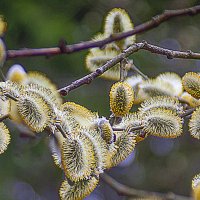 Цветение :: Владимир Кроливец