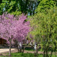 Багряник :: Игорь Сикорский