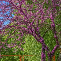 Багряник :: Игорь Сикорский