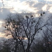 Вечерние зарисовки :: Рита Симонова