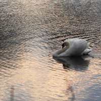 Вечером в городском парке :: Рита Симонова