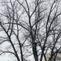 *** :: Валентина Береснева