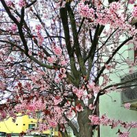 Цветов много, а листьев нет :: Эмиль 