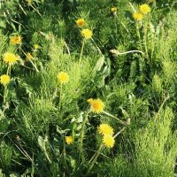 Летние полянки :: Ольга Летние полянки :: Ольга