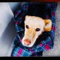 Поход в ветклинику. :: Игорь Солдаткин